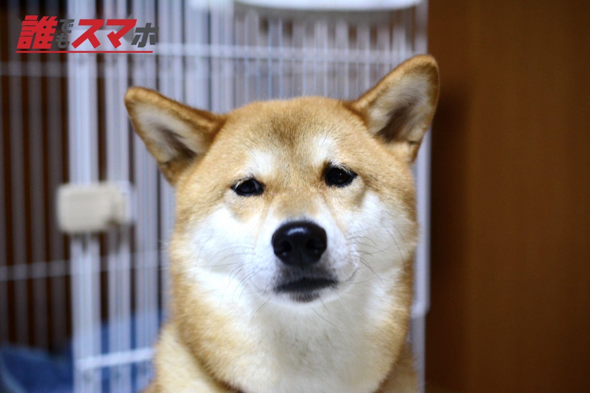 しょんぼり顔の柴犬