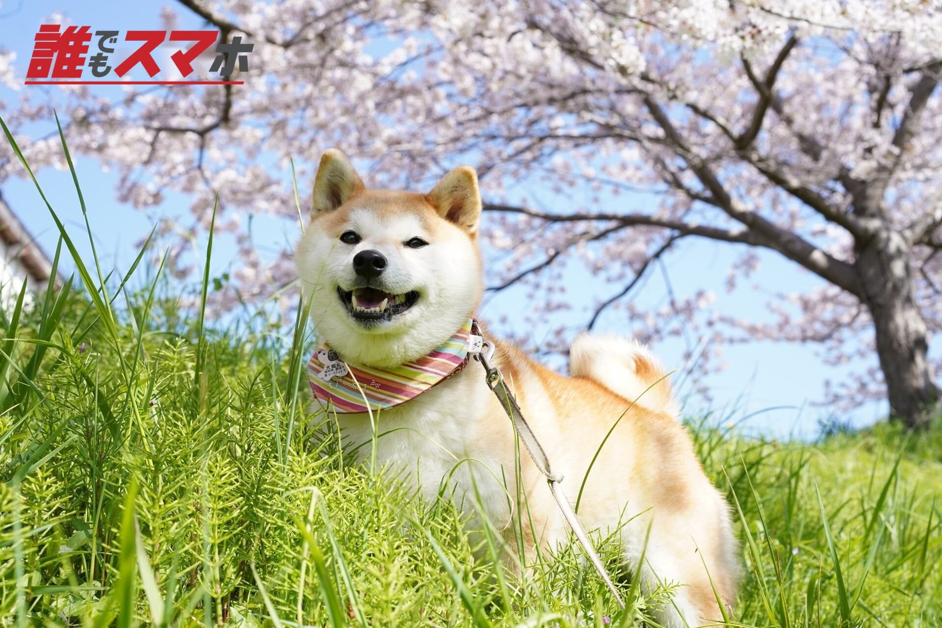 生活保護の受給中に犬を飼うときのポイント