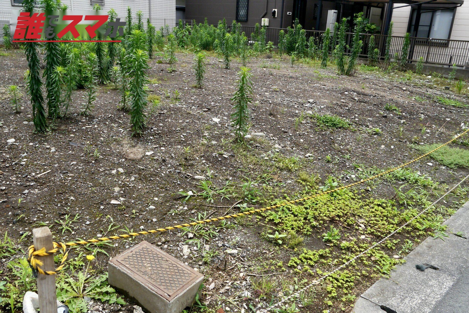 草の生えた空き地