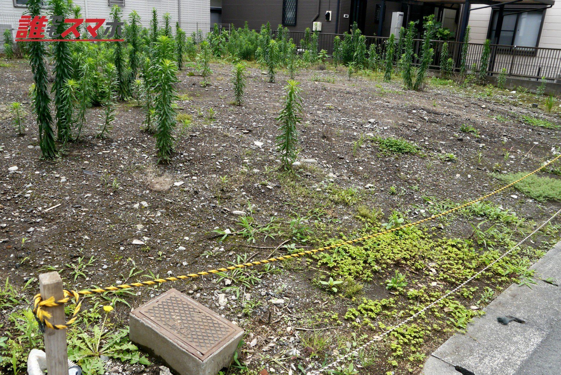 草の生えた空き地